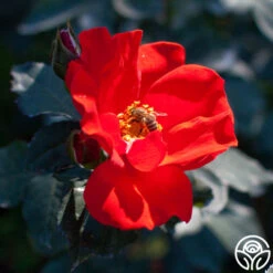 Sarabande® -Precisiom Store sarabande 2 1