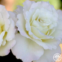 Saratoga 10 Saratoga -Precisiom Store saratoga 1 1 2