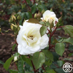 Saratoga 11 Saratoga -Precisiom Store saratoga 4