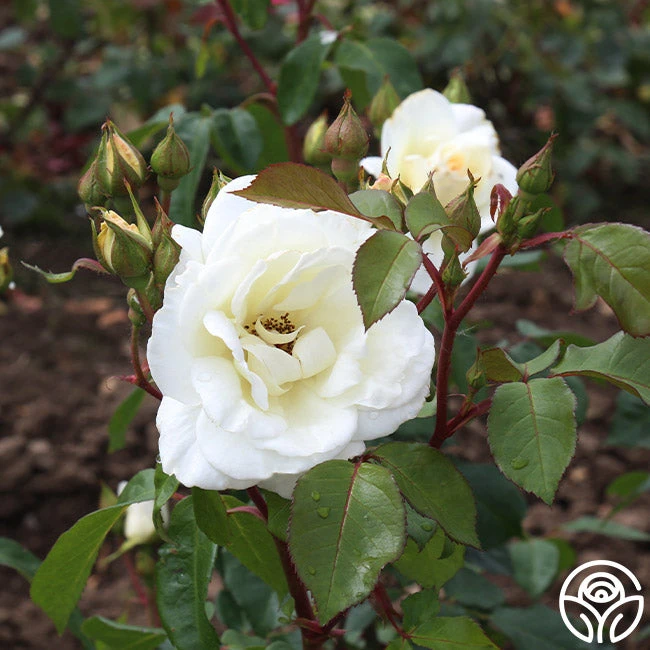 Saratoga 6 Saratoga - Image 6