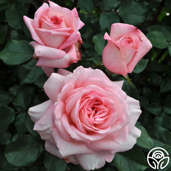 Sunbelt® Savannah 2 Sunbelt® Savannah - Image 2