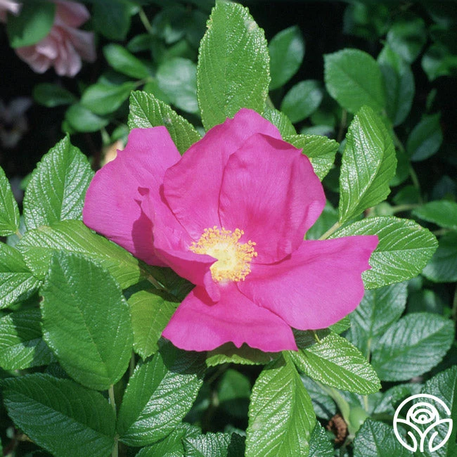 Scabrosa 5 Scabrosa - Image 5