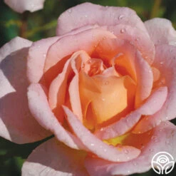 Scent-Sation -Precisiom Store scent sation 3 2 1