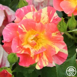 School Spirit -Precisiom Store school spirit 4 1