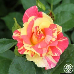 School Spirit -Precisiom Store school spirit 5 1