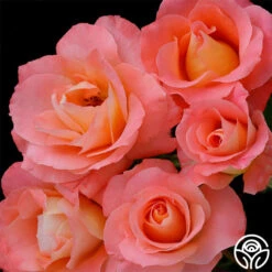 Sea Pearl 8 Sea Pearl -Precisiom Store sea pearl 1 4