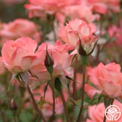 Sea Pearl 7 Sea Pearl -Precisiom Store sea pearl 4