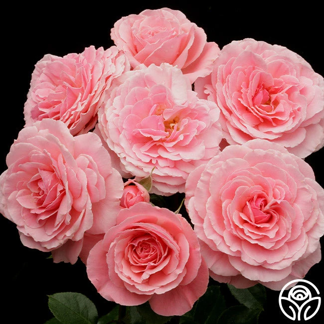 Sexy Rexy® 5 Sexy Rexy® - Image 5