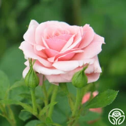 Sexy Rexy® 22 Sexy Rexy® -Precisiom Store sexy rexy 7 1