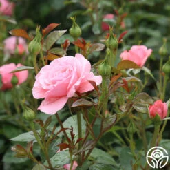 Sexy Rexy® 23 Sexy Rexy® -Precisiom Store sexy rexy 8 7