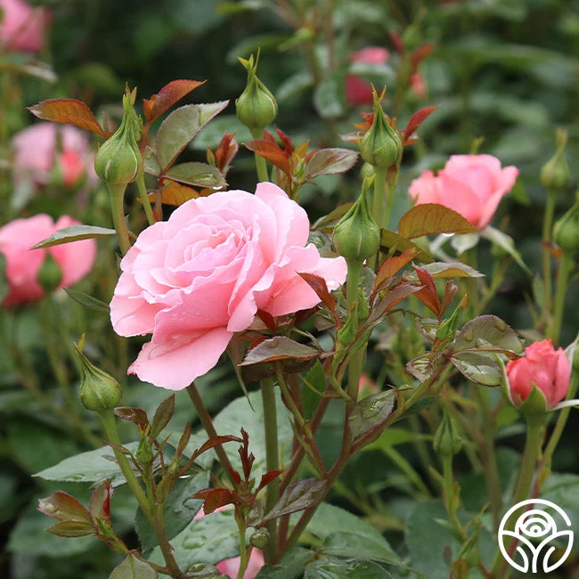 Sexy Rexy® 11 Sexy Rexy® - Image 11