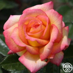 Sheila's Perfume 19 Sheila's Perfume -Precisiom Store sheilas perfume 1