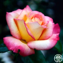 Sheila's Perfume 20 Sheila's Perfume -Precisiom Store sheilas perfume 2