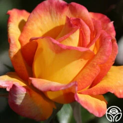 Sheila's Perfume 23 Sheila's Perfume -Precisiom Store sheilas perfume 3