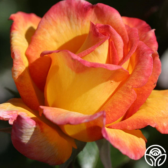 Sheila's Perfume 9 Sheila's Perfume - Image 9