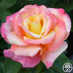 Sheila's Perfume 27 Sheila's Perfume -Precisiom Store sheilas perfume 4