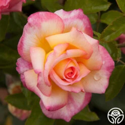 Sheila's Perfume 24 Sheila's Perfume -Precisiom Store sheilas perfume 5