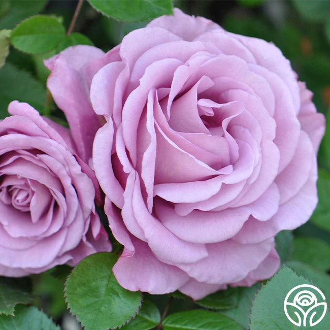 Singin' The Blues 1 Singin' The Blues