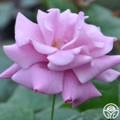 Singin' The Blues 7 Singin' The Blues -Precisiom Store singin the blues 2 1