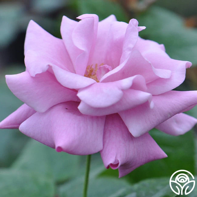 Singin' The Blues 4 Singin' The Blues - Image 4