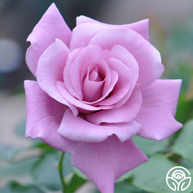 Singin' The Blues 2 Singin' The Blues - Image 2