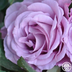 Singin' The Blues 6 Singin' The Blues -Precisiom Store singin the blues 4 1