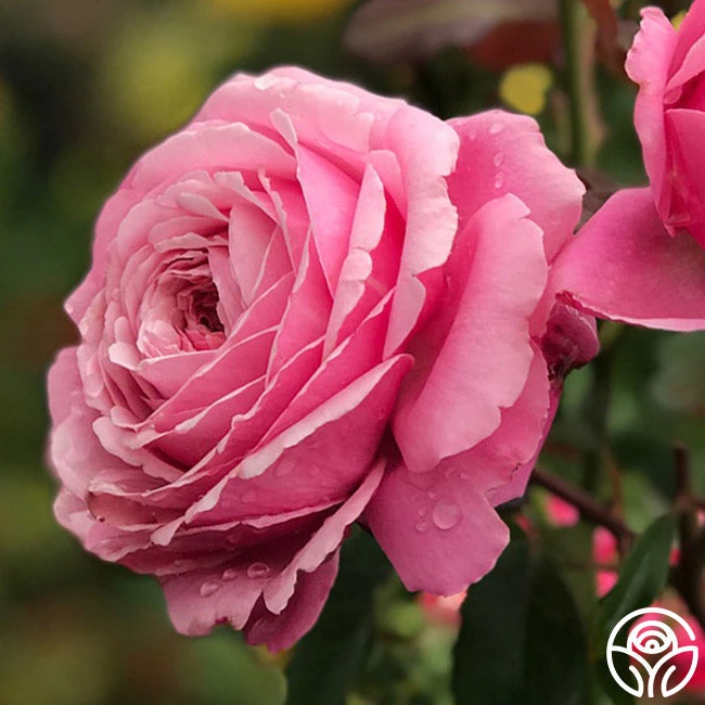 Sister Emmanuelle™ 2 Sister Emmanuelle™ - Image 2