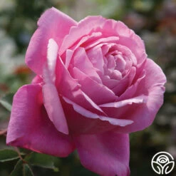 Sister Emmanuelle™ 9 Sister Emmanuelle™ -Precisiom Store sister emmanuelle 3 2