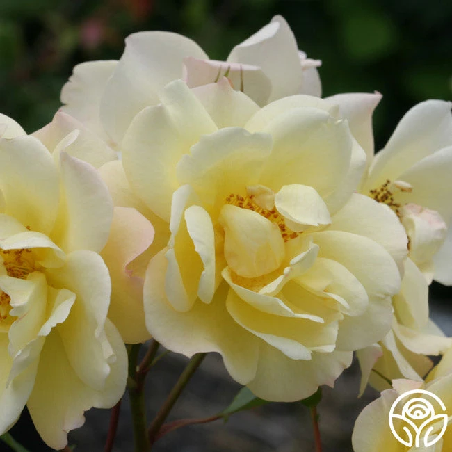 Sky's The Limit™ 3 Sky's The Limit™ - Image 3