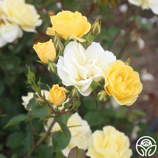 Sky's The Limit™ 2 Sky's The Limit™ - Image 2