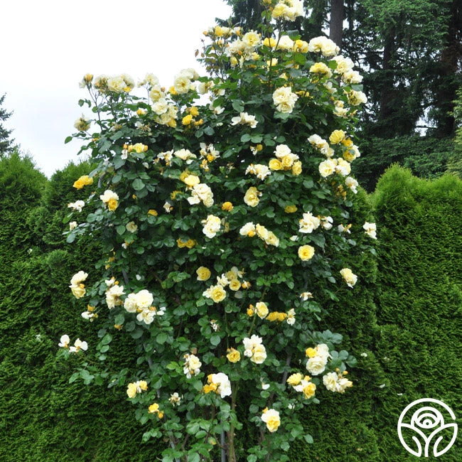 Sky's The Limit™ 4 Sky's The Limit™ - Image 4