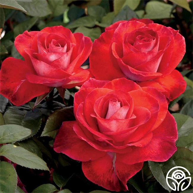 Smokin’ Hot™ 2 Smokin’ Hot™ - Image 2