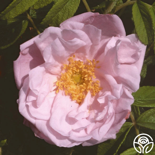 Snow Pavement 1 Snow Pavement