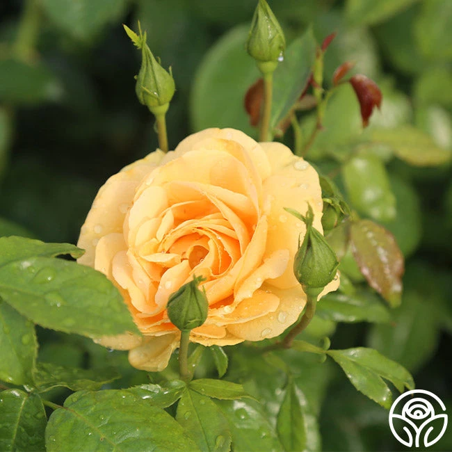 Soaring To Glory 2 Soaring To Glory - Image 2