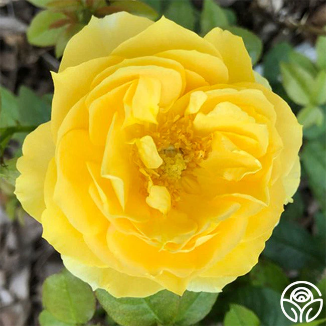 Soaring To Glory 1 Soaring To Glory