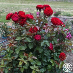 Songs Of Praise™ -Precisiom Store songs of praise 3 4