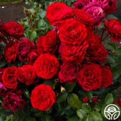 Songs Of Praise™ -Precisiom Store songs of praise 7