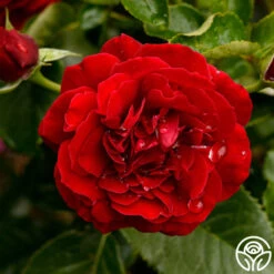 Songs Of Praise™ -Precisiom Store songs of praise 9