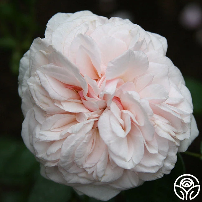 Souvenir De La Malmaison 1 Souvenir De La Malmaison