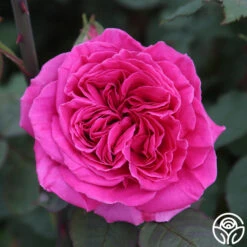 Souvenir Du Président Lincoln -Precisiom Store souvenir du pre sident lincoln 11