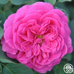 Souvenir Du Président Lincoln -Precisiom Store souvenir du president lincoln 3 2