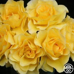 Sparkle & Shine™ 20 Sparkle & Shine™ -Precisiom Store sparkle shine 1