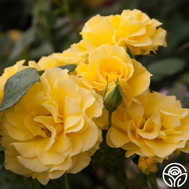 Sparkle & Shine™ 2 Sparkle & Shine™ - Image 2