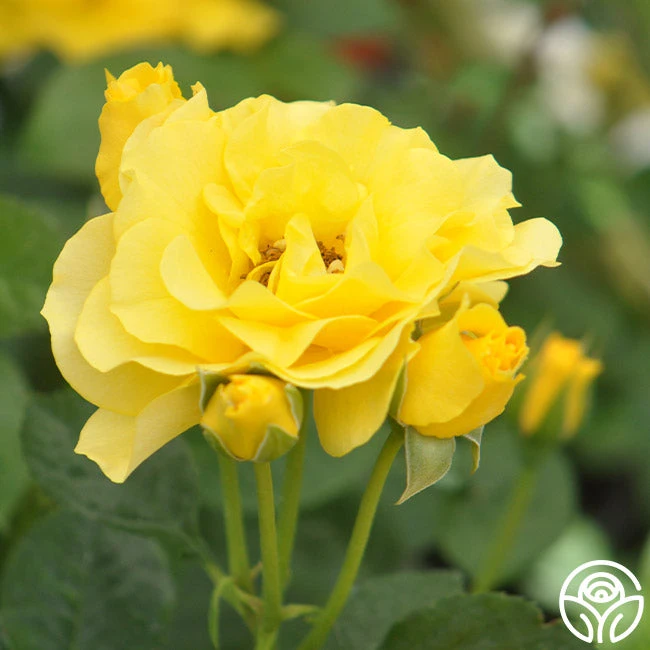 Sparkle & Shine™ 9 Sparkle & Shine™ - Image 9