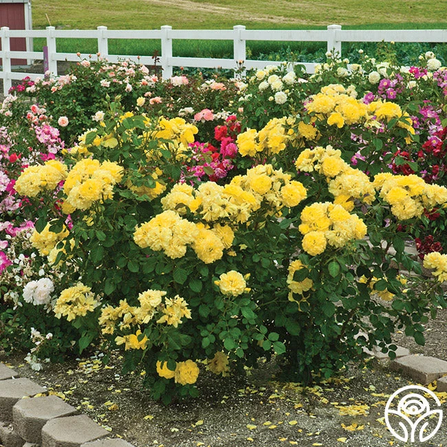 Sparkle & Shine™ 3 Sparkle & Shine™ - Image 3