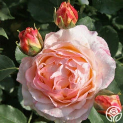 Spiced Coffee™ -Precisiom Store spiced coffee 1