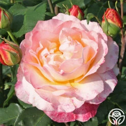 Spiced Coffee™ -Precisiom Store spiced coffee 2 1