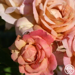 Spiced Coffee™ -Precisiom Store spiced coffee 3