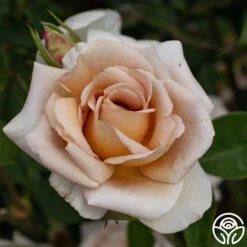 Spiced Coffee™ -Precisiom Store spiced coffee 4