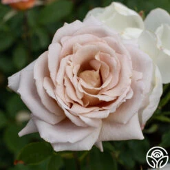 Spiced Coffee™ -Precisiom Store spiced coffee 6